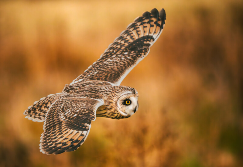 owl goes wild