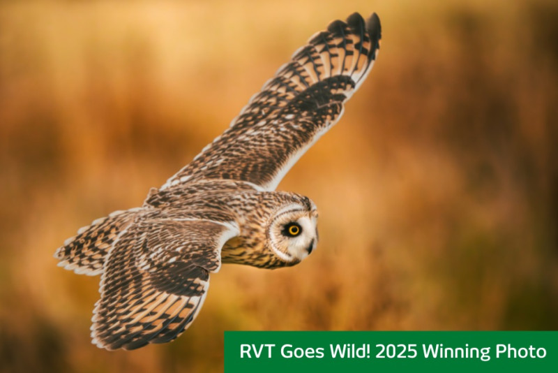Winning photo of an owl mid-flight taken by an employee from RVT Group for the competition 'RVT goes wild'