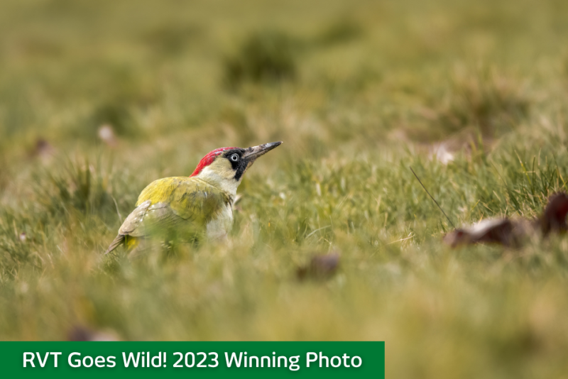 Over 1000 Raised for Rewilding Britain